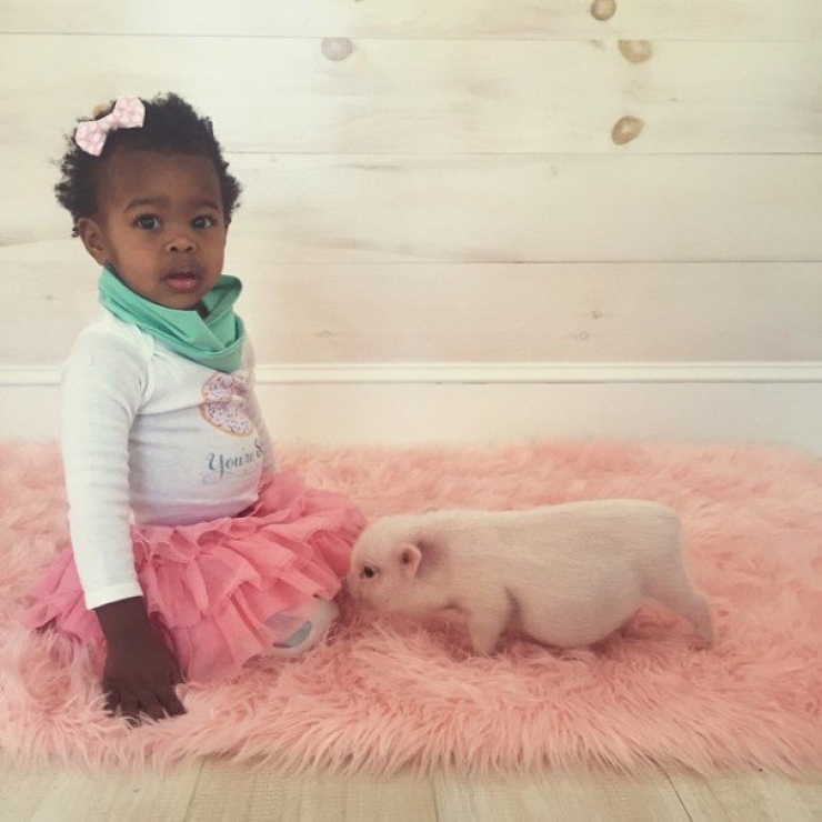 Illustration de l'article : La grande amiti&eacute; entre une fillette et un porcelet