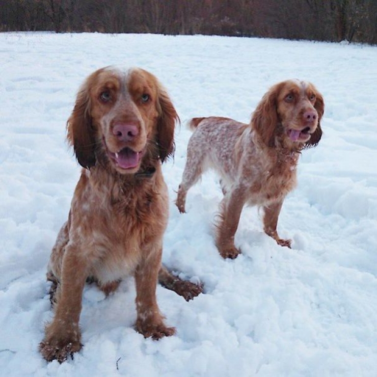 Illustration de l'article : Les aventures de Teodor, l'&eacute;pagneul plein d'&eacute;nergie qui adore poser pour sa ma&icirc;tresse