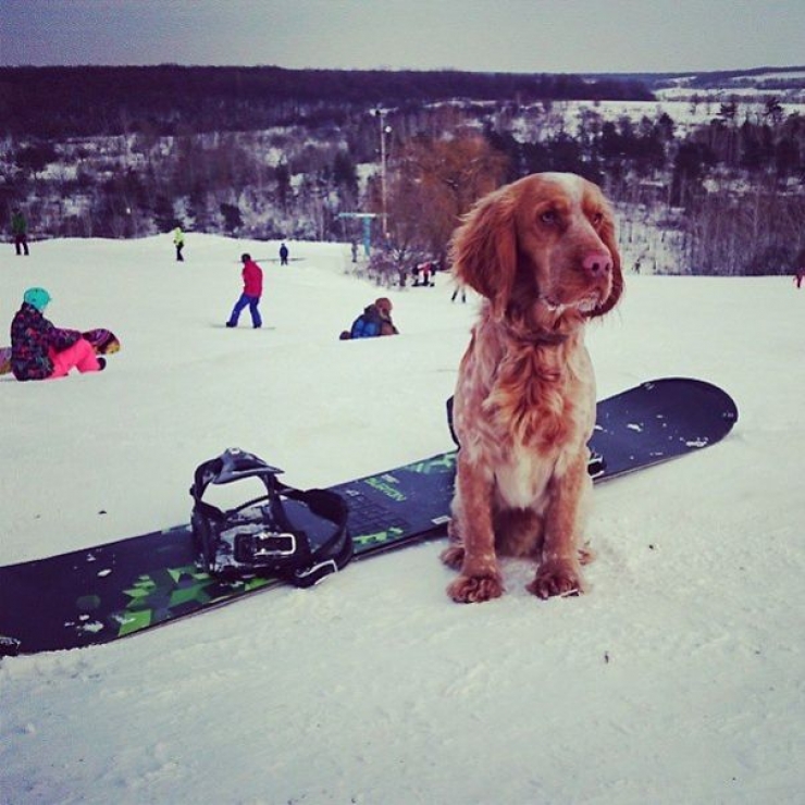 Illustration de l'article : Les aventures de Teodor, l'&eacute;pagneul plein d'&eacute;nergie qui adore poser pour sa ma&icirc;tresse