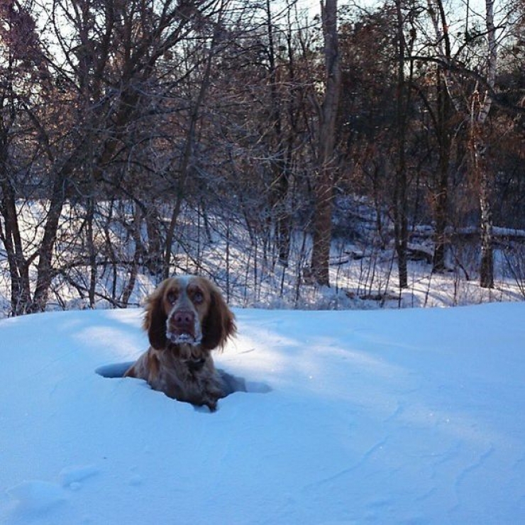 Illustration de l'article : Les aventures de Teodor, l'&eacute;pagneul plein d'&eacute;nergie qui adore poser pour sa ma&icirc;tresse