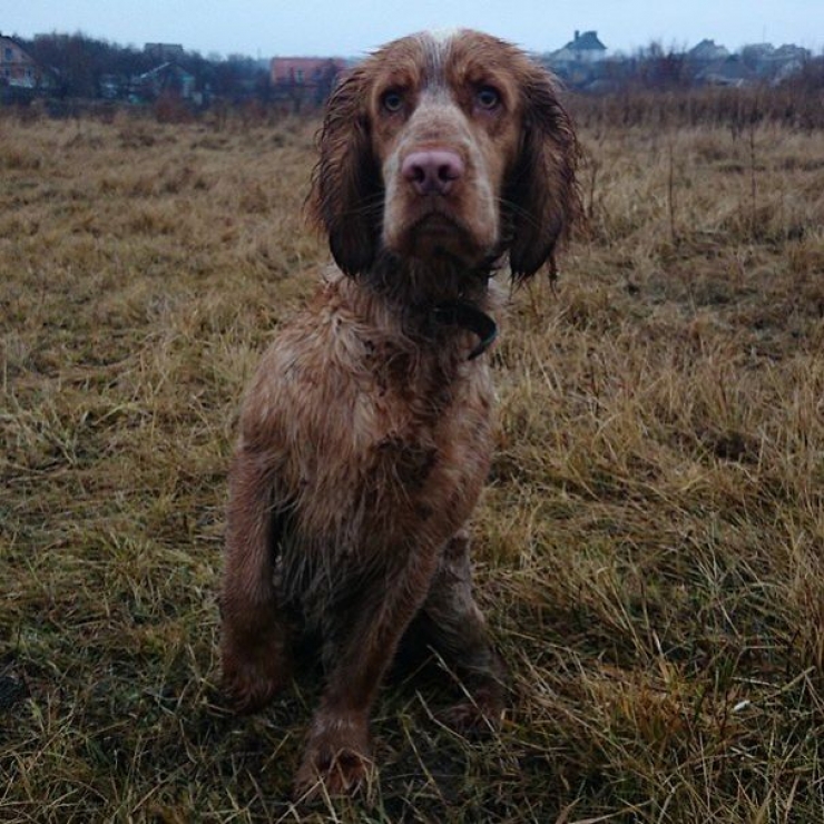 Illustration de l'article : Les aventures de Teodor, l'&eacute;pagneul plein d'&eacute;nergie qui adore poser pour sa ma&icirc;tresse