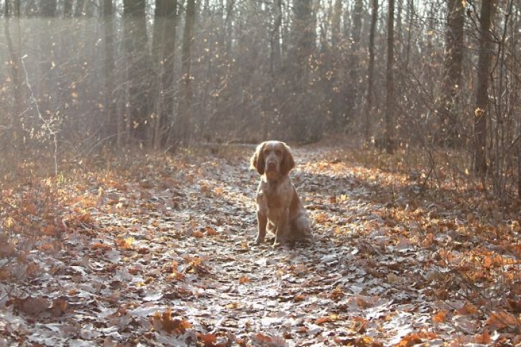 Illustration de l'article : Les aventures de Teodor, l'&eacute;pagneul plein d'&eacute;nergie qui adore poser pour sa ma&icirc;tresse