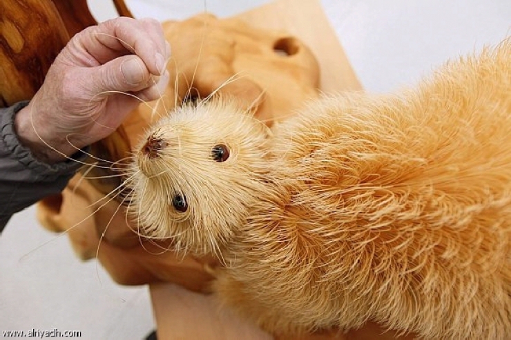 Illustration de l'article : Il r&eacute;alise de splendides sculptures &agrave; partir de copeaux de bois