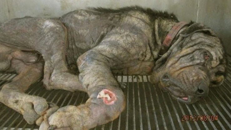 Illustration de l'article : Ce pauvre chien abandonn&eacute; dans la rue a eu droit &agrave; un v&eacute;ritable miracle ! Et &ccedil;a fait plaisir &agrave; voir...