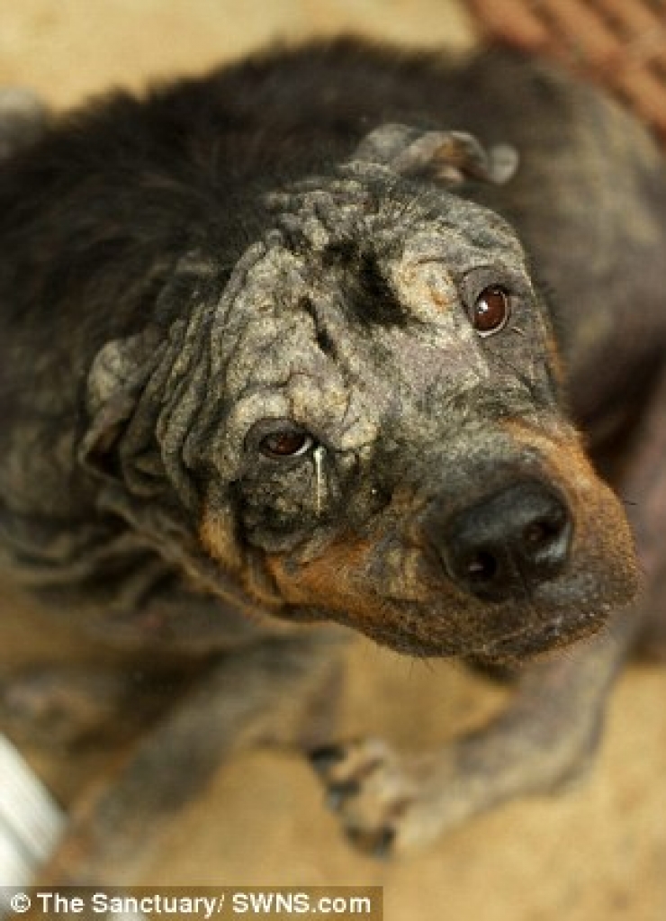 Illustration de l'article : Ce pauvre chien abandonn&eacute; dans la rue a eu droit &agrave; un v&eacute;ritable miracle ! Et &ccedil;a fait plaisir &agrave; voir...