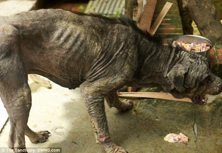 Illustration de l'article : Ce pauvre chien abandonn&eacute; dans la rue a eu droit &agrave; un v&eacute;ritable miracle ! Et &ccedil;a fait plaisir &agrave; voir...