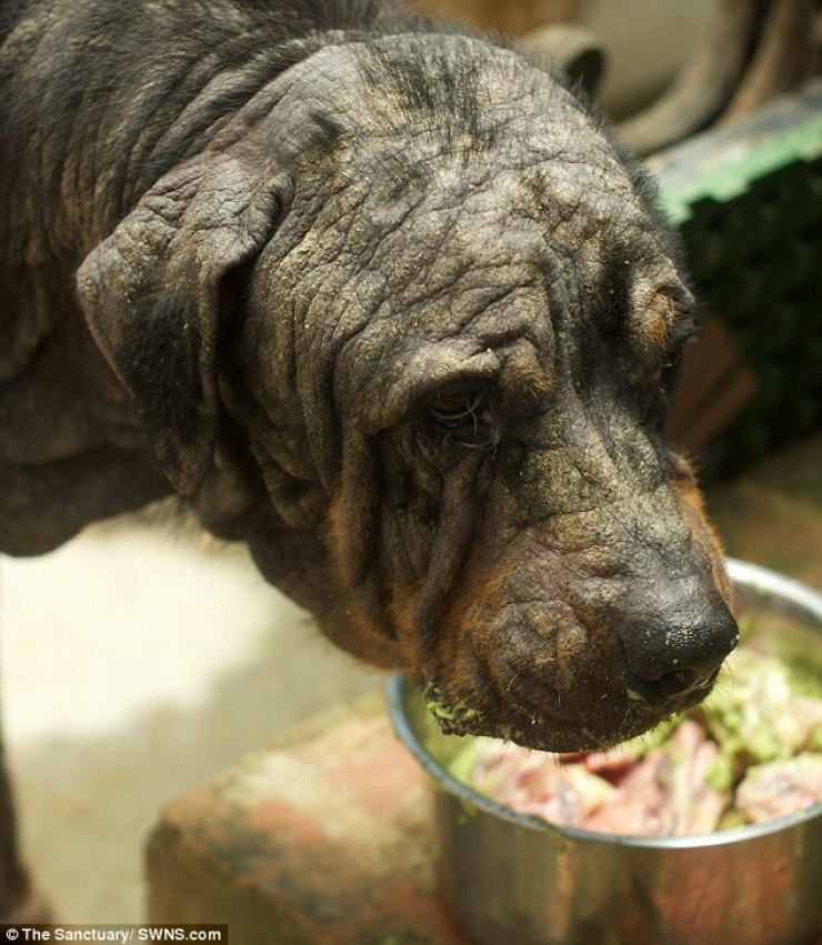 Illustration de l'article : Ce pauvre chien abandonn&eacute; dans la rue a eu droit &agrave; un v&eacute;ritable miracle ! Et &ccedil;a fait plaisir &agrave; voir...