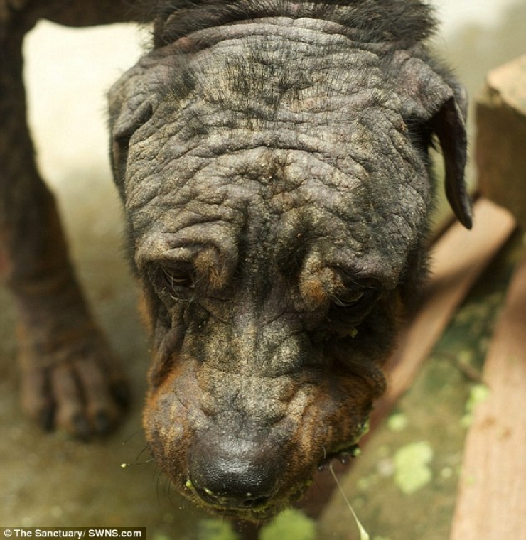 Illustration de l'article : Ce pauvre chien abandonn&eacute; dans la rue a eu droit &agrave; un v&eacute;ritable miracle ! Et &ccedil;a fait plaisir &agrave; voir...