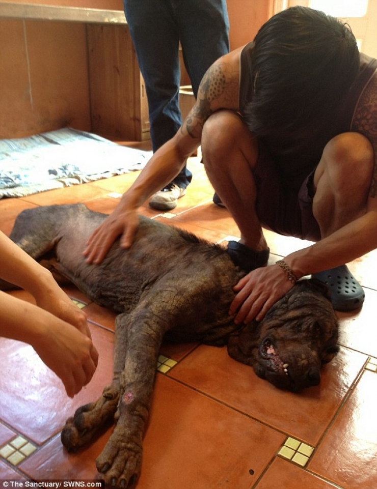 Illustration de l'article : Ce pauvre chien abandonn&eacute; dans la rue a eu droit &agrave; un v&eacute;ritable miracle ! Et &ccedil;a fait plaisir &agrave; voir...