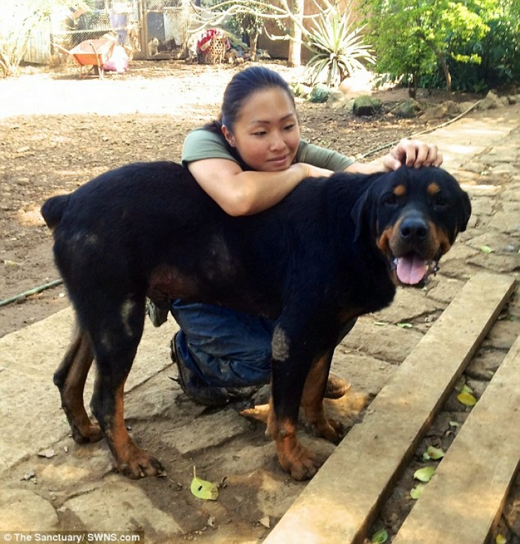 Illustration de l'article : Ce pauvre chien abandonn&eacute; dans la rue a eu droit &agrave; un v&eacute;ritable miracle ! Et &ccedil;a fait plaisir &agrave; voir...