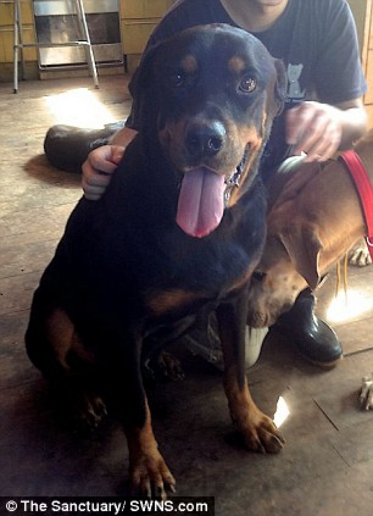 Illustration de l'article : Ce pauvre chien abandonn&eacute; dans la rue a eu droit &agrave; un v&eacute;ritable miracle ! Et &ccedil;a fait plaisir &agrave; voir...