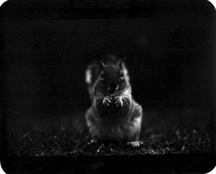 Illustration de l'article : Il r&eacute;alise de superbes photos d'animaux avec un vieil appareil ayant appartenu &agrave; son p&egrave;re (20 photos)