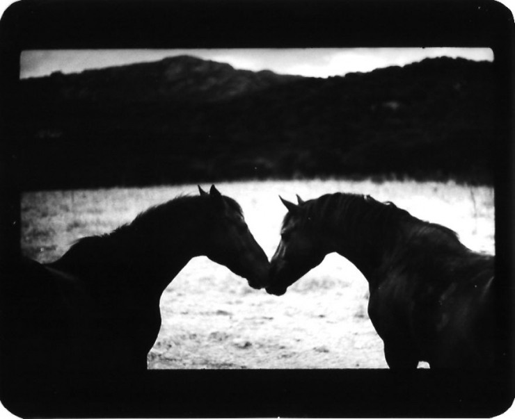 Illustration de l'article : Il r&eacute;alise de superbes photos d'animaux avec un vieil appareil ayant appartenu &agrave; son p&egrave;re (20 photos)