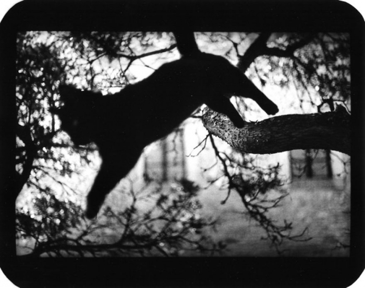 Illustration de l'article : Il r&eacute;alise de superbes photos d'animaux avec un vieil appareil ayant appartenu &agrave; son p&egrave;re (20 photos)