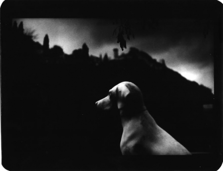 Illustration de l'article : Il r&eacute;alise de superbes photos d'animaux avec un vieil appareil ayant appartenu &agrave; son p&egrave;re (20 photos)