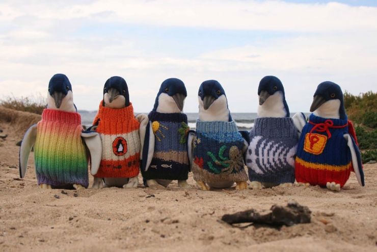 Illustration de l'article : A 109 ans, il tricote des pulls en laine pour les pingouins menacés de disparition