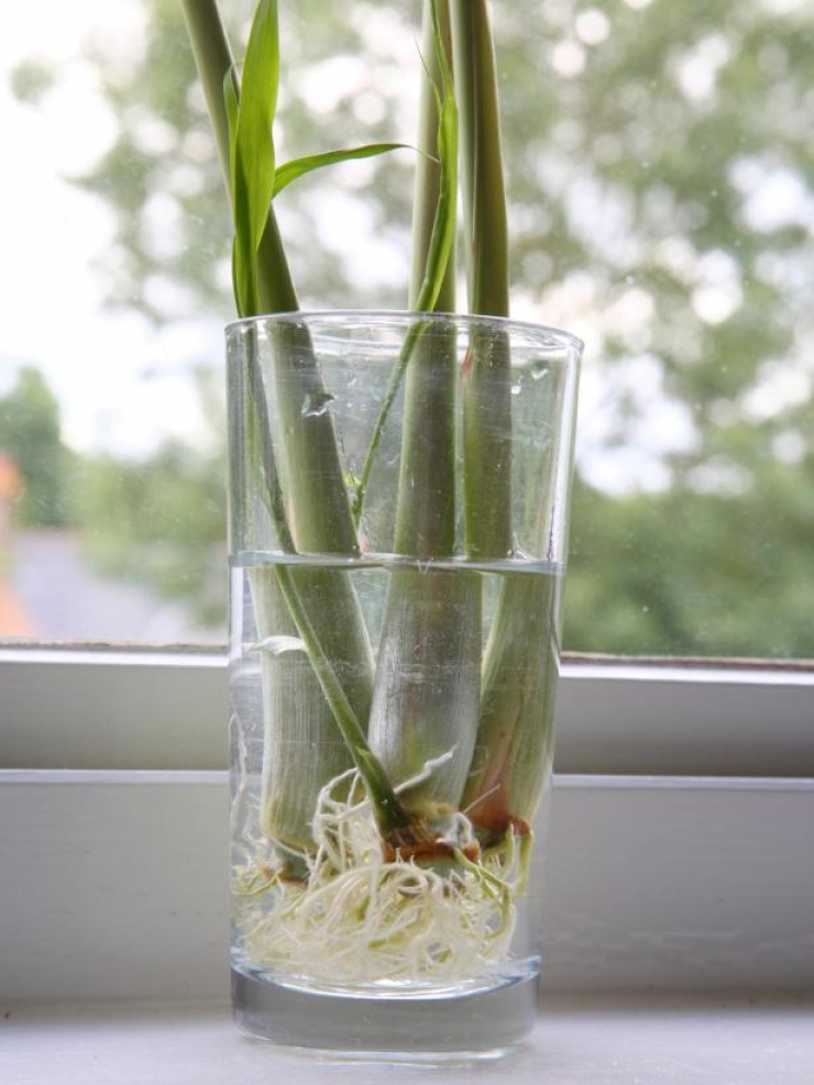 Illustration de l'article : Faites des &Eacute;CONOMIES avec ces 13 aliments qui repoussent dans l'eau !