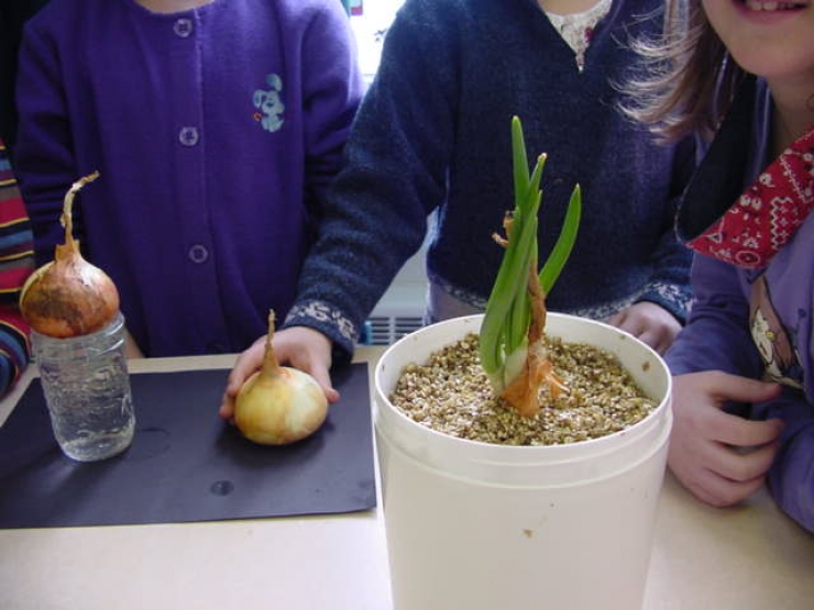 Illustration de l'article : Faites des &Eacute;CONOMIES avec ces 13 aliments qui repoussent dans l'eau !