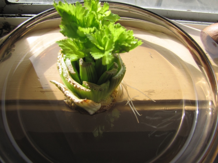 Illustration de l'article : Faites des &Eacute;CONOMIES avec ces 13 aliments qui repoussent dans l'eau !