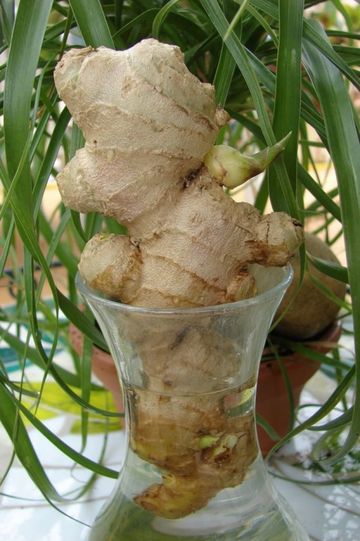 Illustration de l'article : Faites des &Eacute;CONOMIES avec ces 13 aliments qui repoussent dans l'eau !