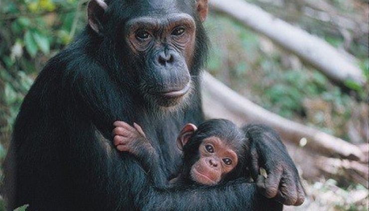 Illustration de l'article : Elle annonce qu'elle vient de perdre son b&eacute;b&eacute; &agrave; ce Chimpanz&eacute;, sa r&eacute;action est fascinante !