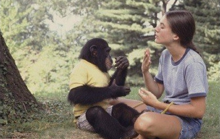 Illustration de l'article : Elle annonce qu'elle vient de perdre son b&eacute;b&eacute; &agrave; ce Chimpanz&eacute;, sa r&eacute;action est fascinante !