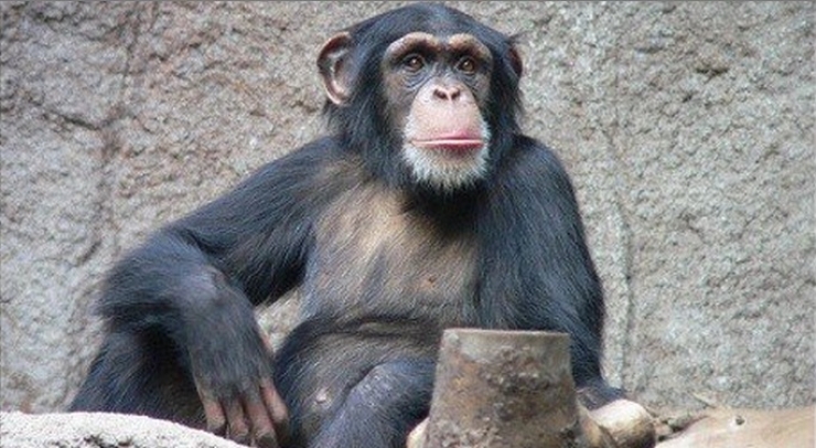 Illustration de l'article : Elle annonce qu'elle vient de perdre son b&eacute;b&eacute; &agrave; ce Chimpanz&eacute;, sa r&eacute;action est fascinante !