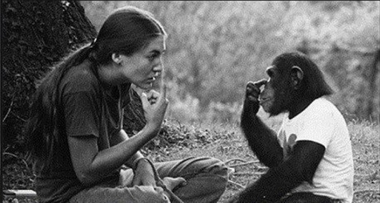 Illustration de l'article : Elle annonce qu'elle vient de perdre son b&eacute;b&eacute; &agrave; ce Chimpanz&eacute;, sa r&eacute;action est fascinante !