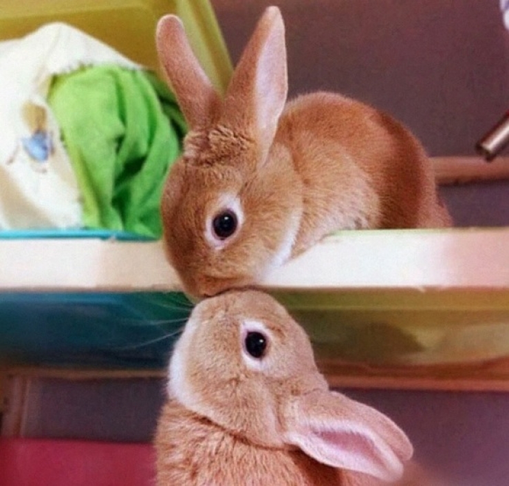 Illustration de l'article : 18 photos pour nous rappeler que l'amour existe aussi chez les animaux! Tendresse quand tu nous tiens...