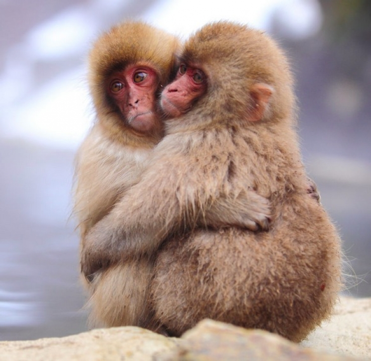 Illustration de l'article : 18 photos pour nous rappeler que l'amour existe aussi chez les animaux! Tendresse quand tu nous tiens...