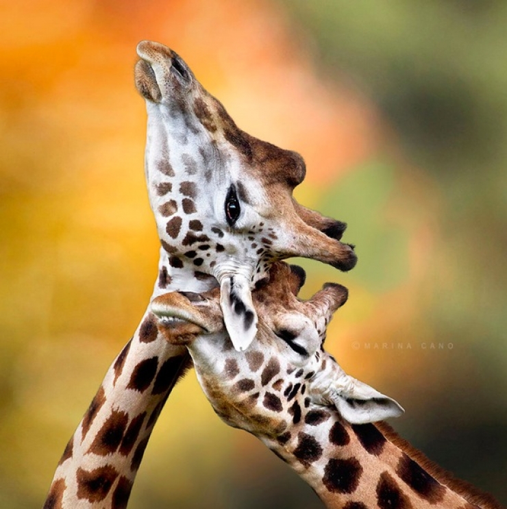 Illustration de l'article : 18 photos pour nous rappeler que l'amour existe aussi chez les animaux! Tendresse quand tu nous tiens...