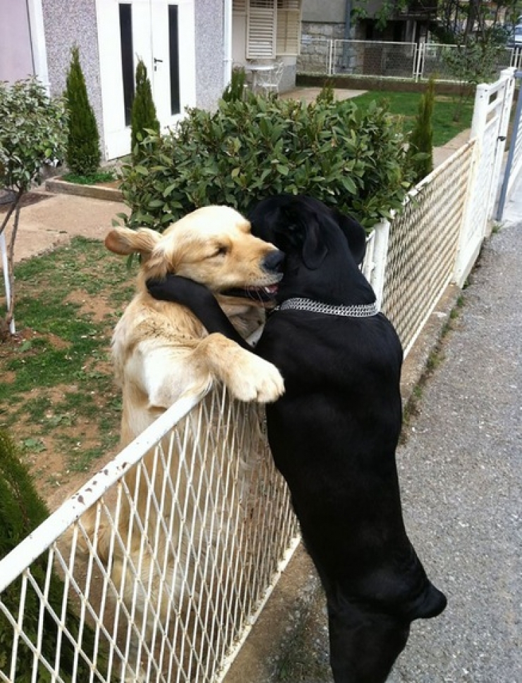 Illustration de l'article : 18 photos pour nous rappeler que l'amour existe aussi chez les animaux! Tendresse quand tu nous tiens...