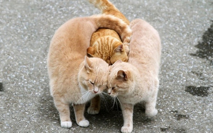 Illustration de l'article : 18 photos pour nous rappeler que l'amour existe aussi chez les animaux! Tendresse quand tu nous tiens...