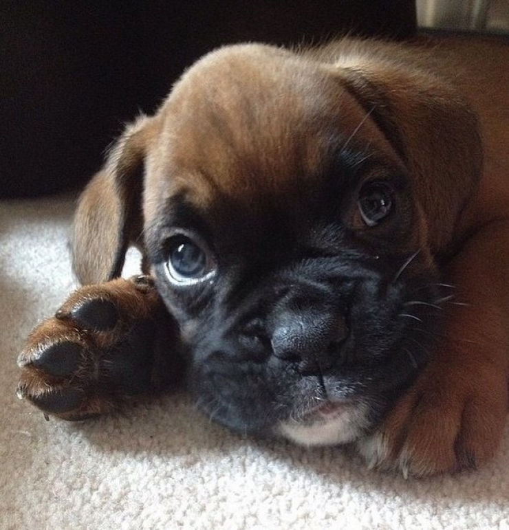 Illustration de l'article : 20 images de petits et grands boxers qui vous donneront envie d'en adopter un, l&agrave; tout de suite