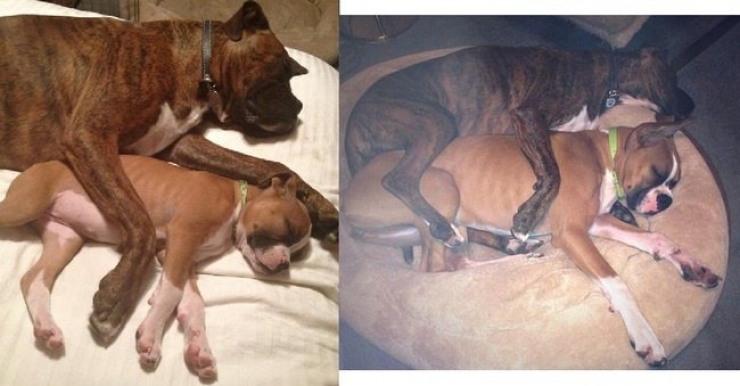 Illustration de l'article : 20 images de petits et grands boxers qui vous donneront envie d'en adopter un, l&agrave; tout de suite