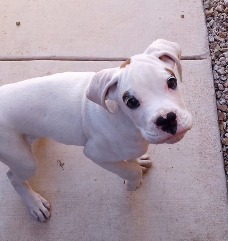 Illustration de l'article : 20 images de petits et grands boxers qui vous donneront envie d'en adopter un, l&agrave; tout de suite