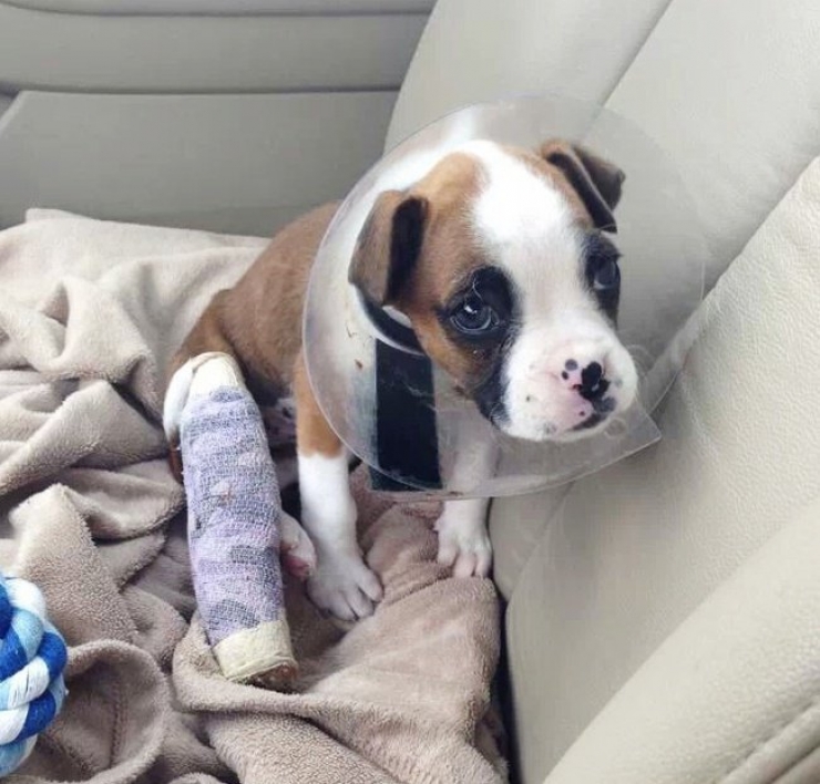 Illustration de l'article : 20 images de petits et grands boxers qui vous donneront envie d'en adopter un, l&agrave; tout de suite