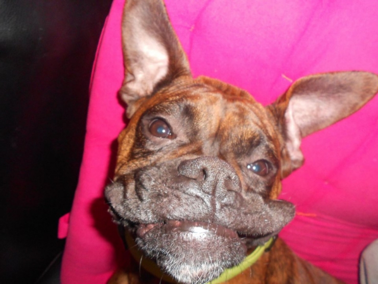 Illustration de l'article : 20 images de petits et grands boxers qui vous donneront envie d'en adopter un, l&agrave; tout de suite