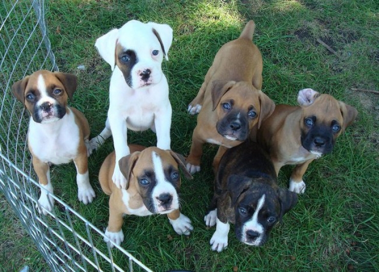 Illustration de l'article : 20 images de petits et grands boxers qui vous donneront envie d'en adopter un, l&agrave; tout de suite