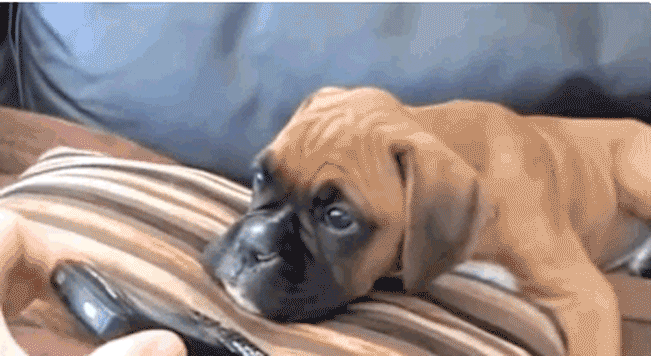 Illustration de l'article : 20 images de petits et grands boxers qui vous donneront envie d'en adopter un, l&agrave; tout de suite