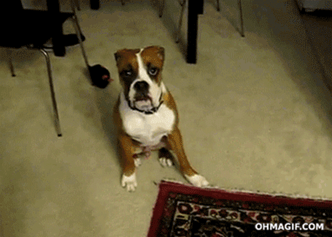 Illustration de l'article : 20 images de petits et grands boxers qui vous donneront envie d'en adopter un, l&agrave; tout de suite