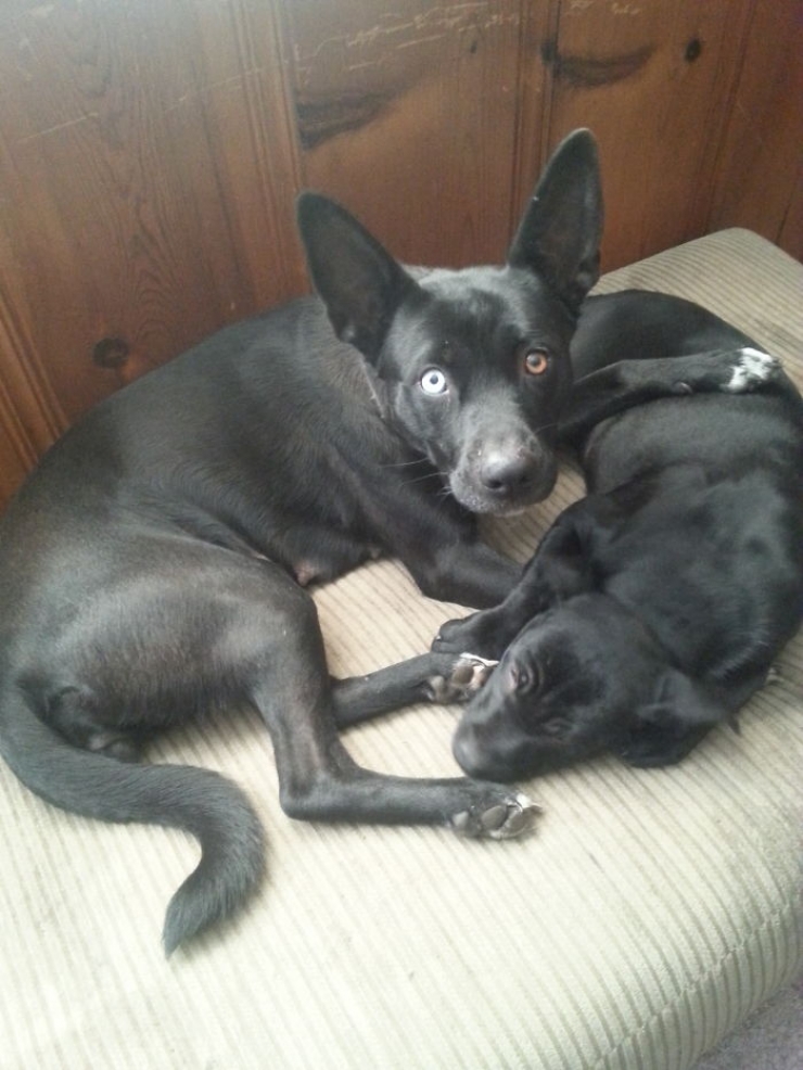 Illustration de l'article : 40 photos d'animaux aux yeux magnifiques mais intrigants.