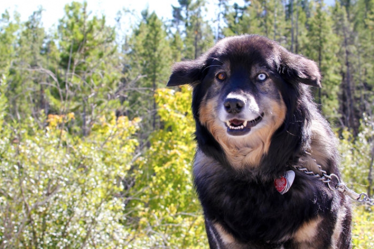 Illustration de l'article : 40 photos d'animaux aux yeux magnifiques mais intrigants.