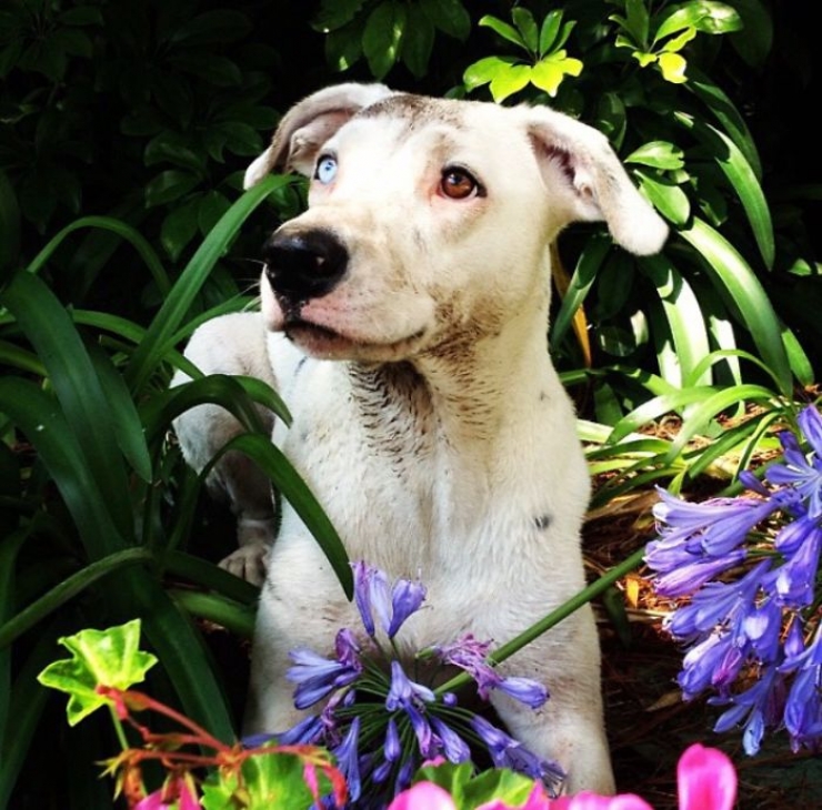 Illustration de l'article : 40 photos d'animaux aux yeux magnifiques mais intrigants.