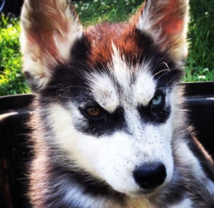 Illustration de l'article : 40 photos d'animaux aux yeux magnifiques mais intrigants.