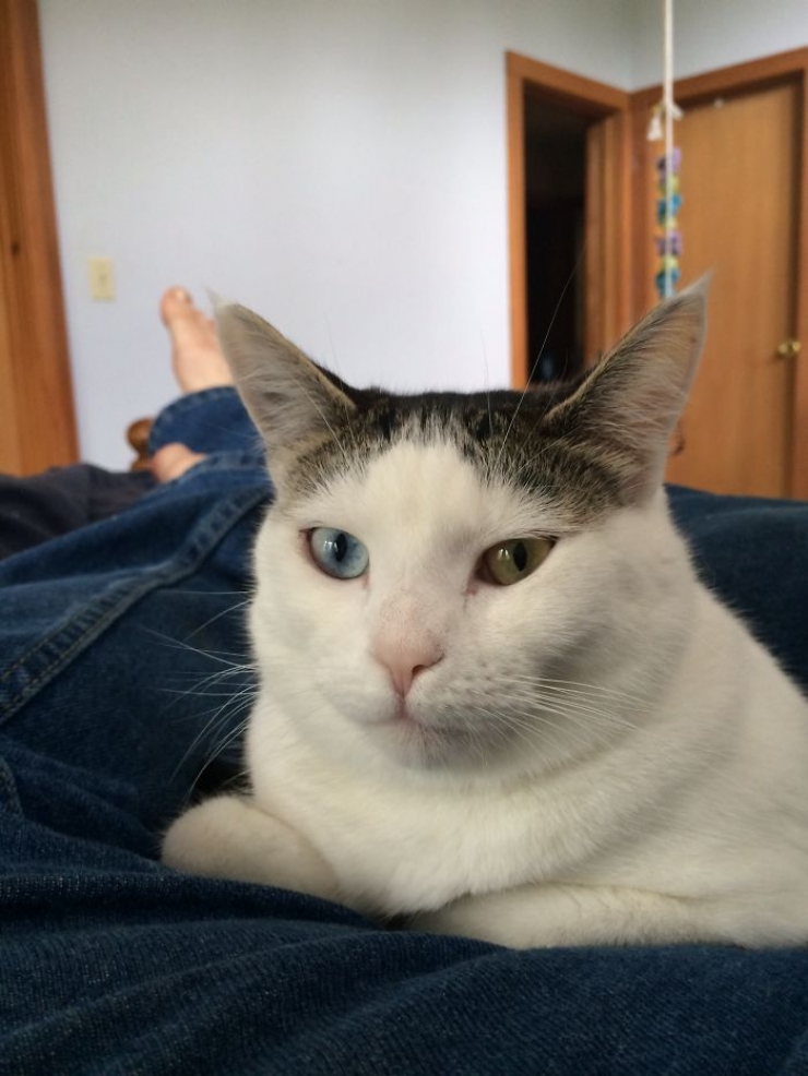 Illustration de l'article : 40 photos d'animaux aux yeux magnifiques mais intrigants.