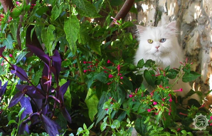 Illustration de l'article : 40 photos d'animaux aux yeux magnifiques mais intrigants.