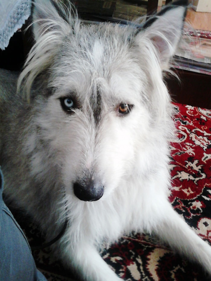 Illustration de l'article : 40 photos d'animaux aux yeux magnifiques mais intrigants.