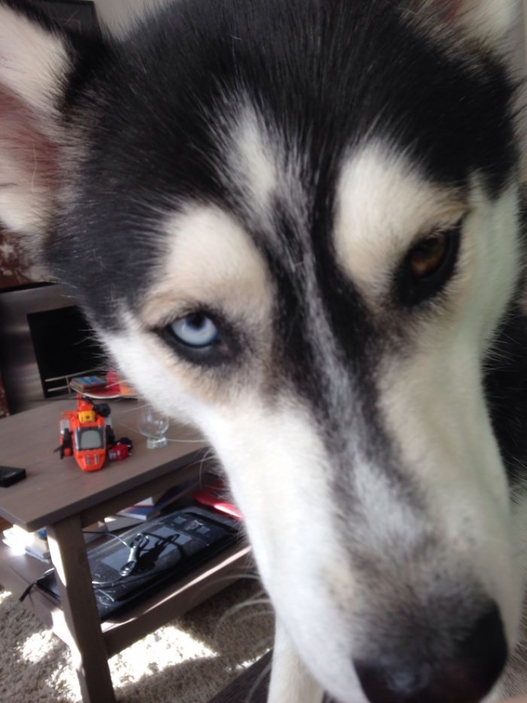 Illustration de l'article : 40 photos d'animaux aux yeux magnifiques mais intrigants.