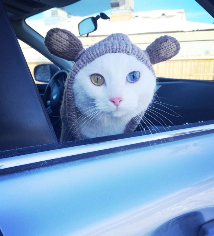 Illustration de l'article : 40 photos d'animaux aux yeux magnifiques mais intrigants.